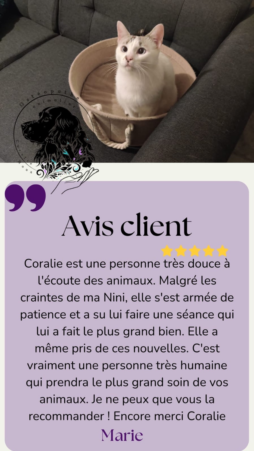 avis chat